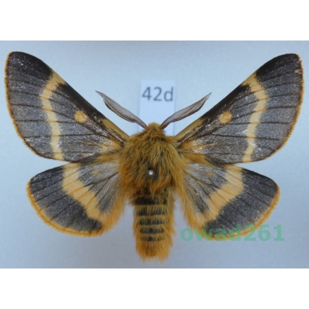 Lemonia dumi (Linnaeus, 1761) male Slovakia42d